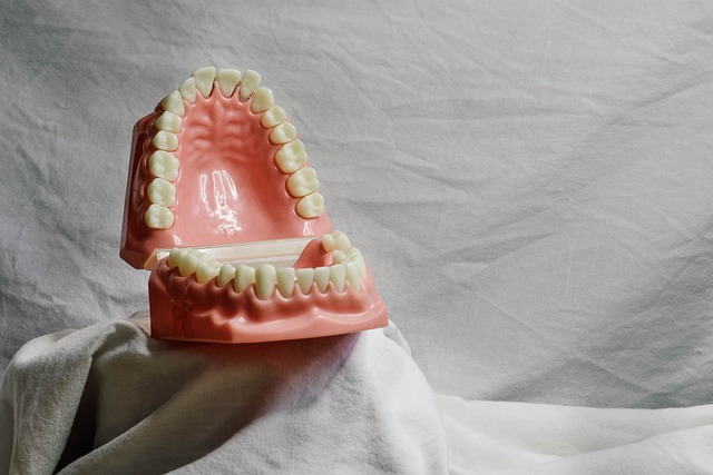 model zubů